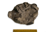 F 03757
<br/>
<br/>
<em></em>